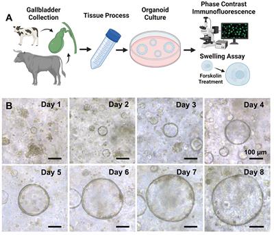 Ion channel function in translational bovine gallbladder cholangiocyte organoids: establishment and characterization of a novel model system